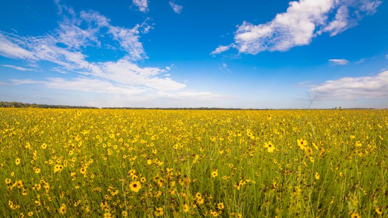 A field of yellow wildflowers at Myakka River State Park. 